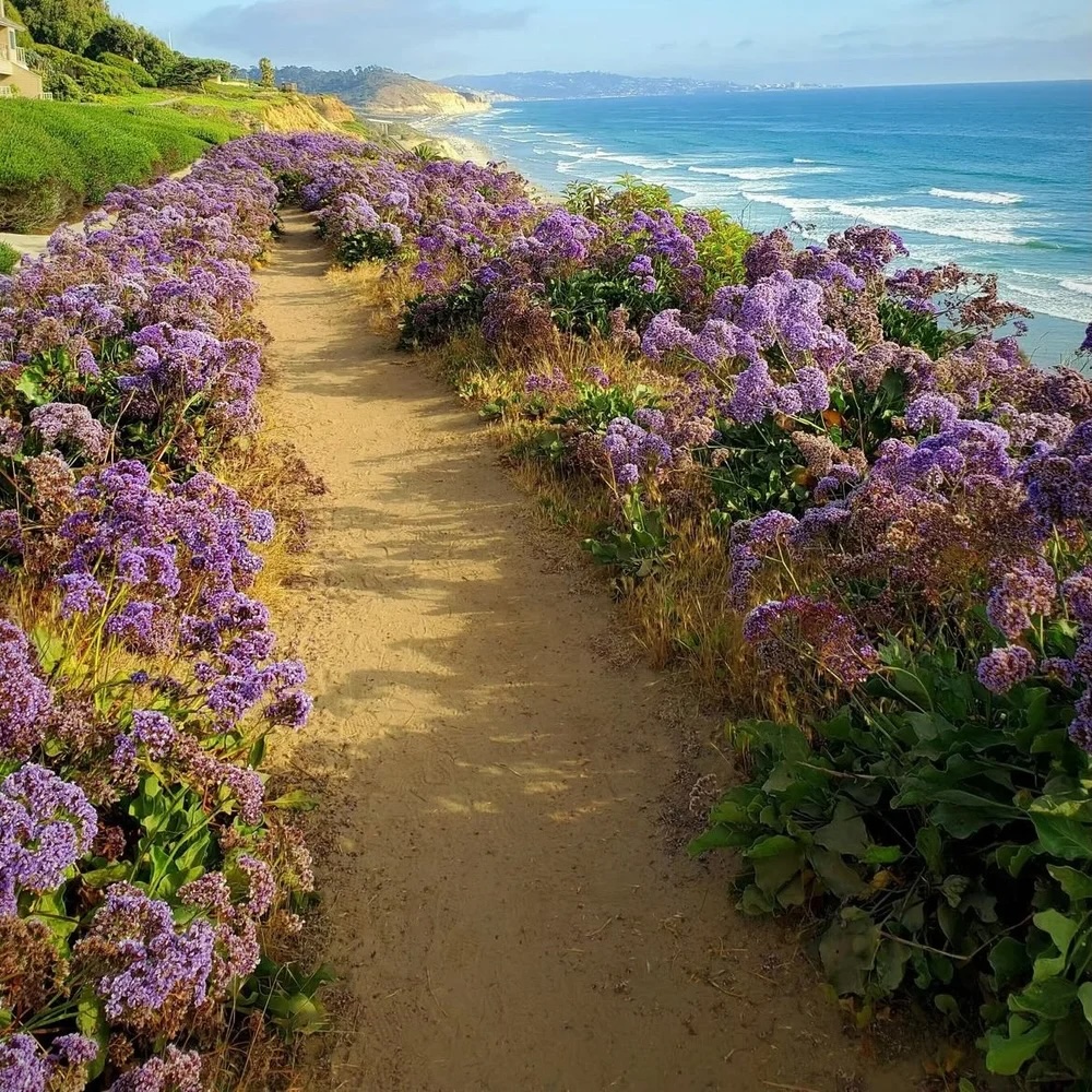 Big Sur to San Simeon & Del Mar, CA