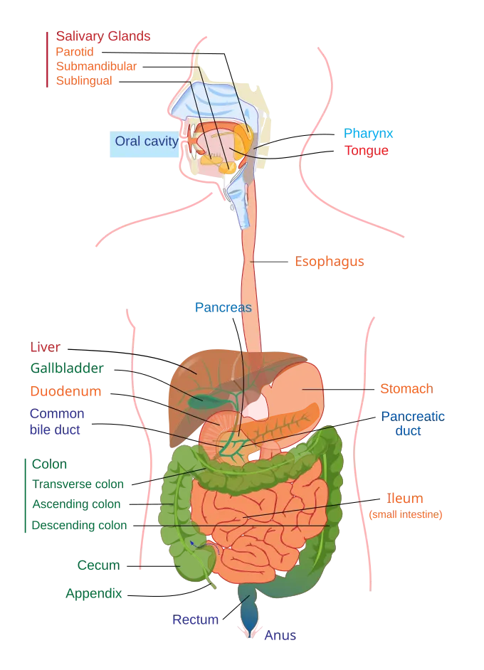 Earth element and the digestive system