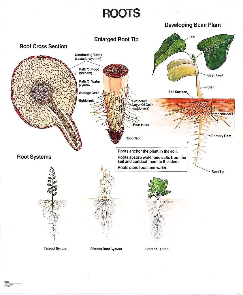 Wood element
