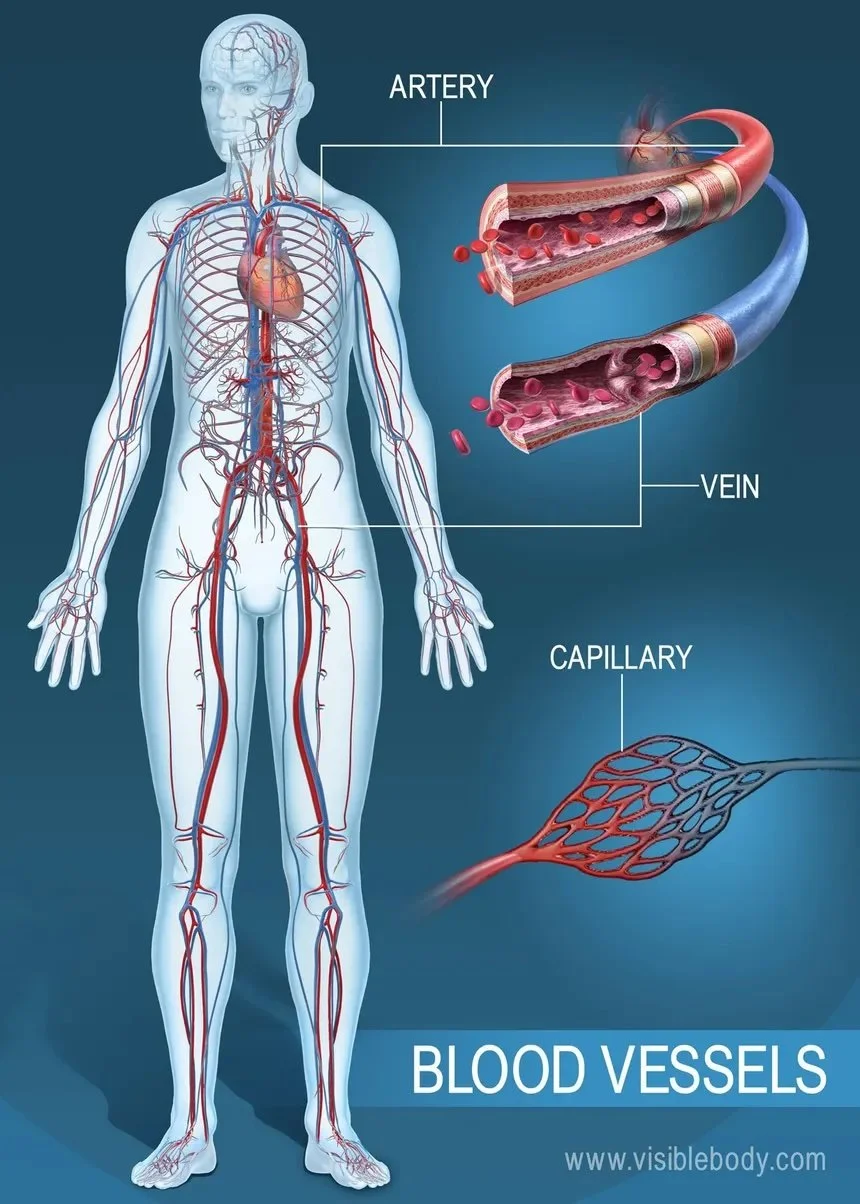 Fire element and the heart and blood vessels