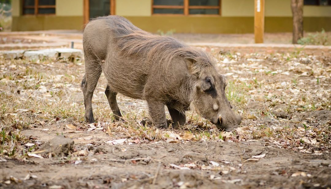 Gorongosa Lodge & Safari, Mozambique